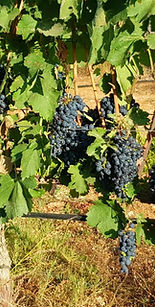 Vineyard (1).jpeg