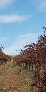Destroyed Vineyard (1).jpeg