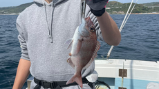 午前便タイラバ