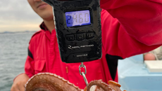 25日船長の娯楽タコ