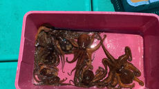 遊漁 釣り船 里桜ちゃん丸