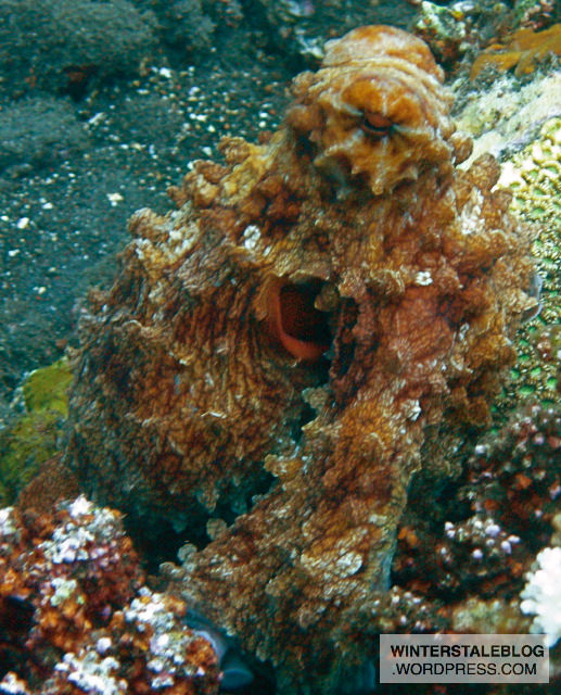 Drifting over the sand after a night of hunting one can also see octopi from time to time in the mornings.