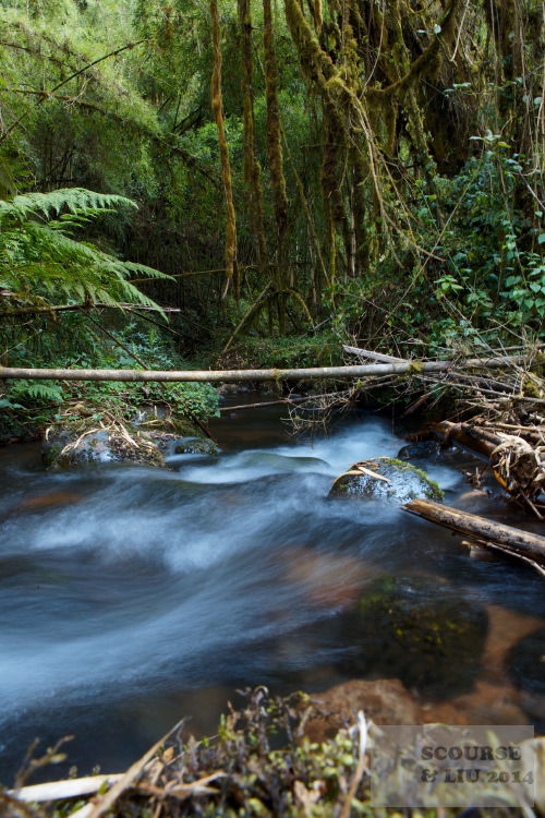 The stream near Bale Mountain Lodge's "micro hydro" project.