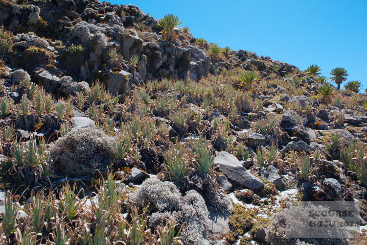 Despite the altitude, and the presence of patches of ice on the plateau some sheltered areas look like high altitude gardens rich with kniphofia and other flowering plants.