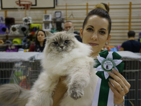 30/11-01/12 Międzynarodowa wystawa kotów rasowych w Łomiankach :) / Cat show in Łomianki