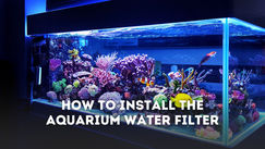 How to Install the Aquarium Water Filter Accurately