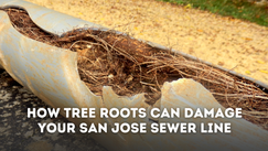 How Tree Roots Can Damage Your San Jose Sewer Line