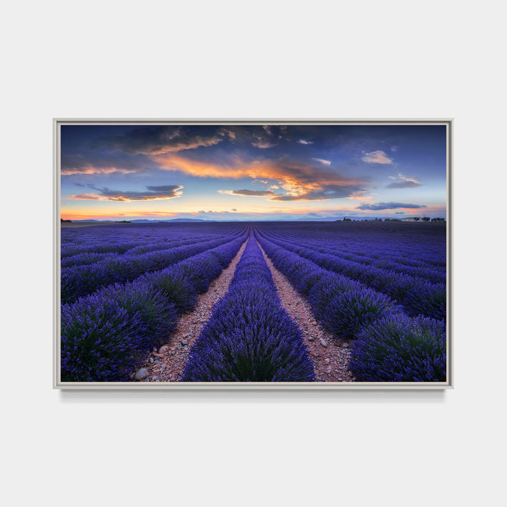 Photo d'un champ de lavande en provence