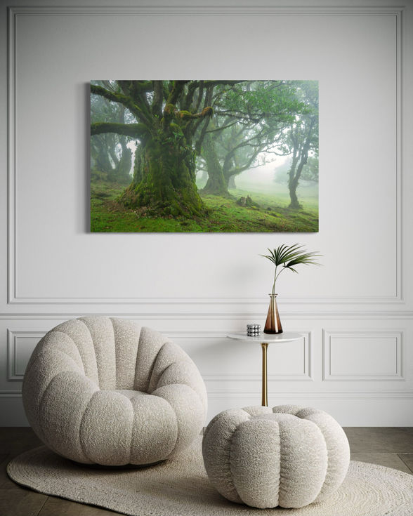 Photo d’art capturant un arbre monumental de la forêt de Fanal, sublimé par une ambiance mystique.