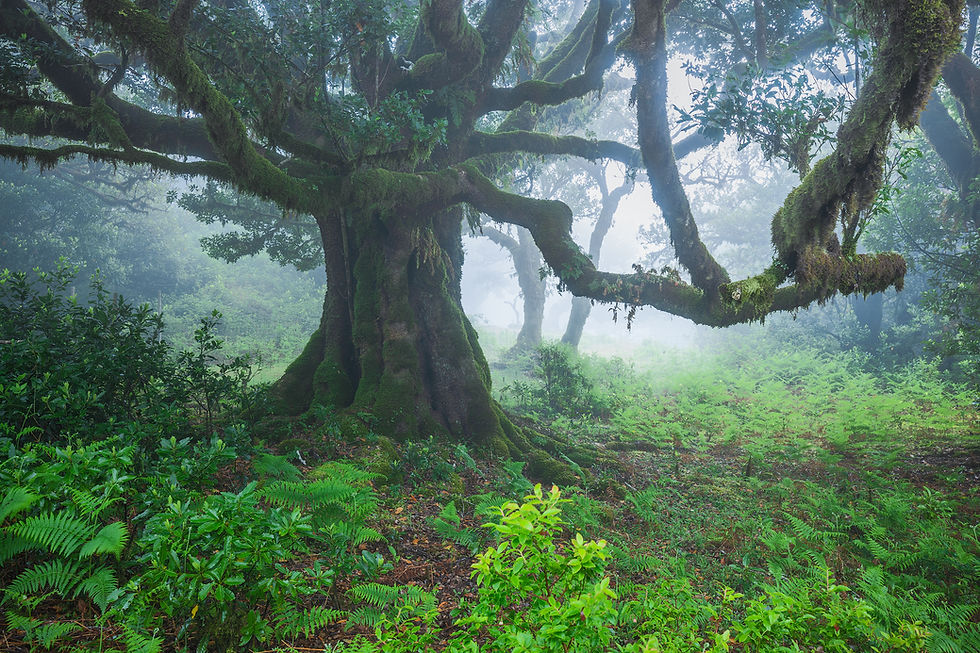 Arbre majestueux recouvert de mousses dans la forêt de Fanal, île de Madère, sous une brume légère.