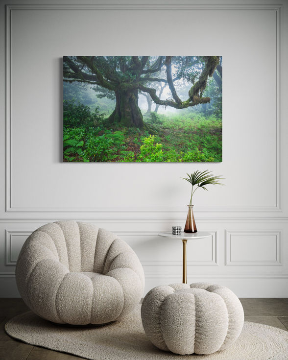 Photo d’art d’un arbre monumental de la forêt de Fanal, sublimé par une lumière douce et une brume mystique.