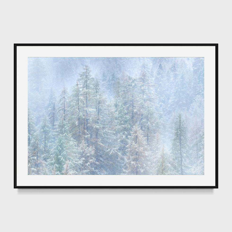 Photographie d'art de mélèzes recouverts des premières neiges dans la vallée de la Clarée, baignés d'une lumière hivernale di