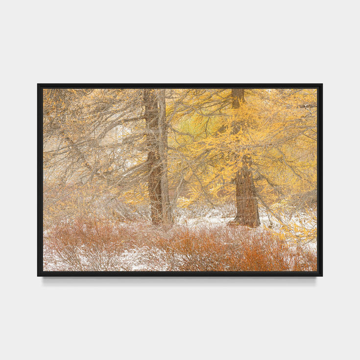 Photographie d'art de mélèzes dorés dans la vallée de la Clarée recouverts par les premières neiges d'automne dans les Alpes