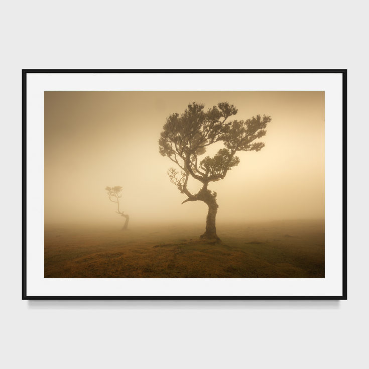 photo de la forêt de fanal