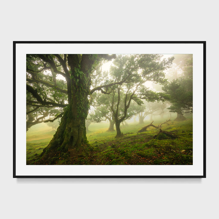 photo de la forêt de fanal