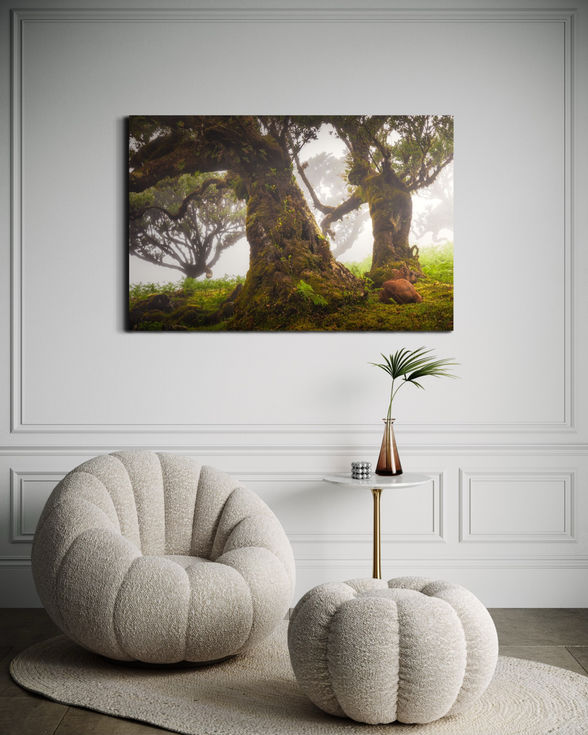 Photo d’art d’un veau paisible au cœur de la forêt mystique de Fanal, avec un laurier géant en arrière-plan.
