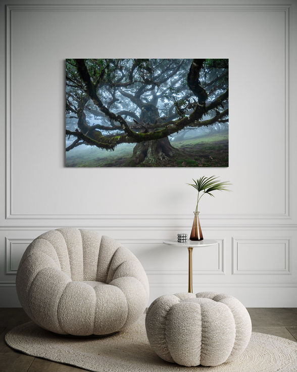 Photographie d'art mettant en valeur un arbre gigantesque dans la forêt de Fanal, Vereda do Fanal.