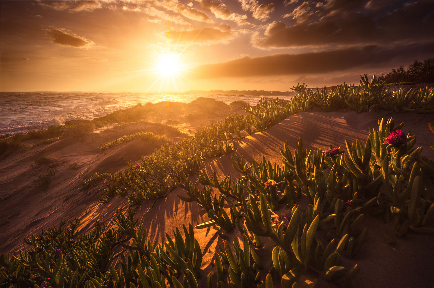 photo d'un Coucher de soleil sur les dunes et la végétation côtière à Sète, Occitanie.