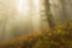 Photo de la forêt du Mont Ventoux en automne, enveloppée de brume avec des arbres recouverts de mousse