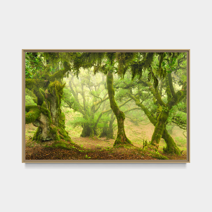 photo de la forêt de fanal