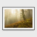 Photo de la forêt du Mont Ventoux en automne, enveloppée de brume avec des arbres recouverts de mousse