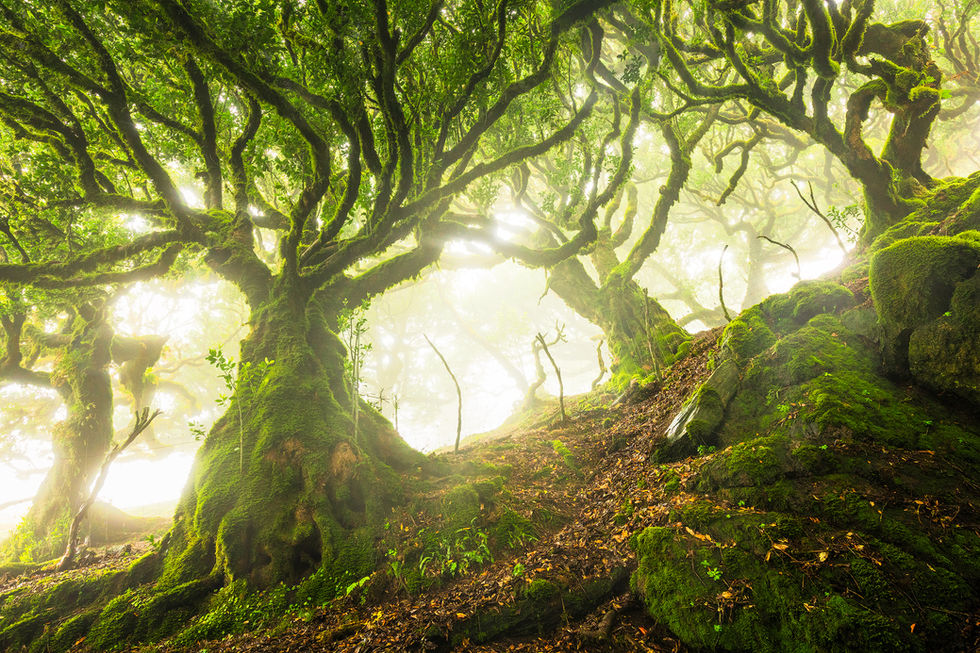 Photographie de la forêt de Fanal à Madère, avec des arbres centenaires recouverts de mousse et une lumière brumeuse