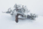 Arbre enneigé isolé sur le Mont Ventoux en hiver.