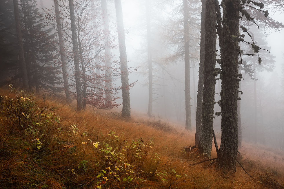 Forêt automnale du Mont Ventoux dans la brume.