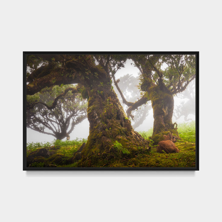 photo de la forêt de fanal