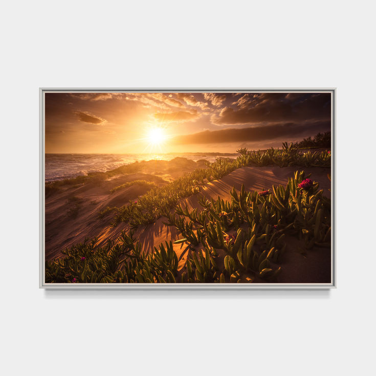 photo d'un Coucher de soleil sur les dunes et la végétation côtière à Sète, Occitanie.