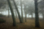Photographie d’art du Mont Ventoux, arbres sculptés par le temps et atmosphère brumeuse.