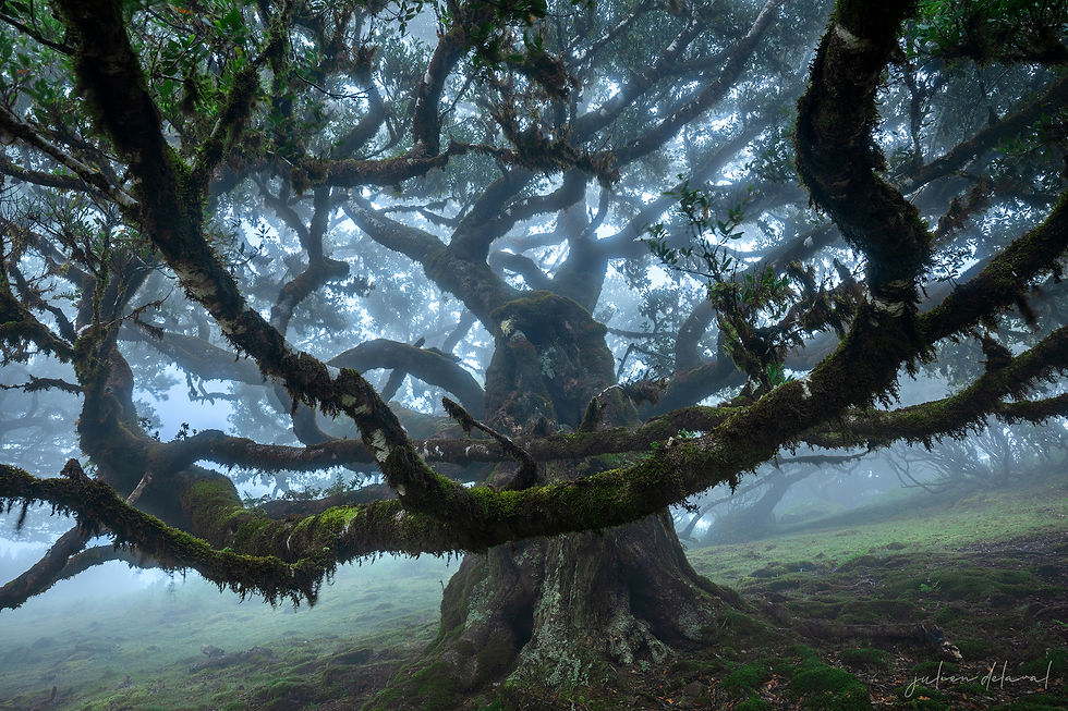 Arbre monumental recouvert de mousse dans la forêt brumeuse de Fanal, Madère.