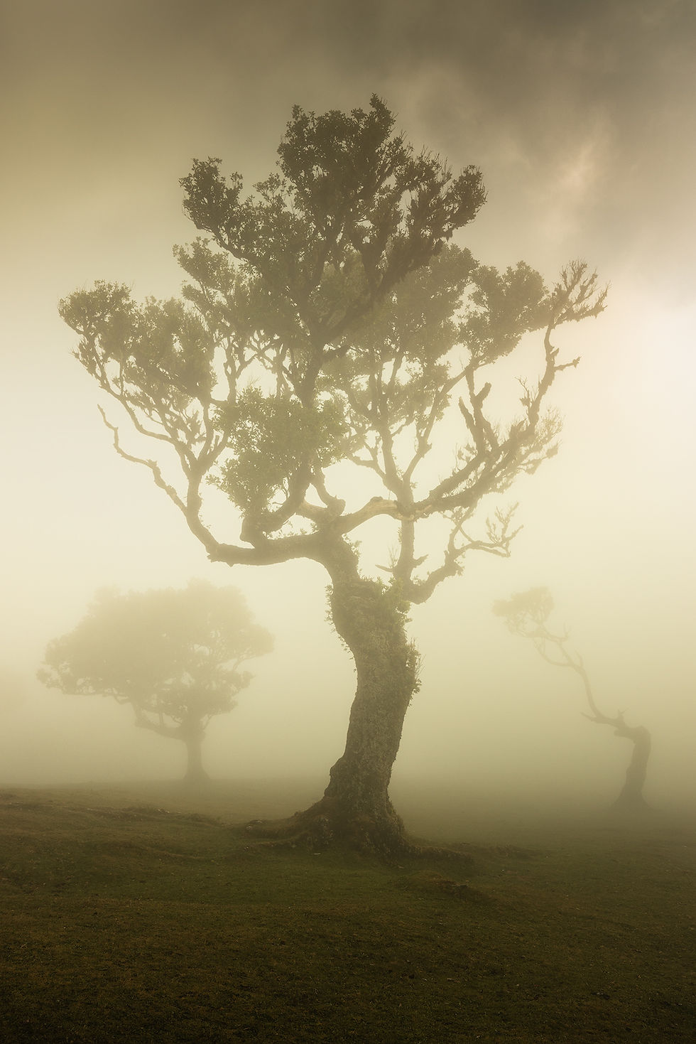 Arbres enveloppés de brouillard doré dans la Forêt de Fanal à Madère