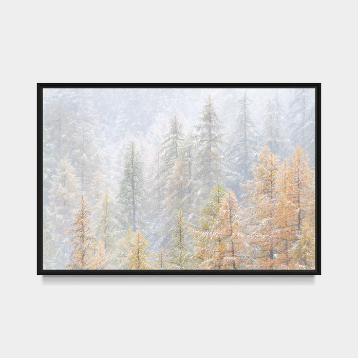 Photographie d'art de la vallée de la Clarée montrant des mélèzes recouverts des premières neiges dans une brume hivernale do