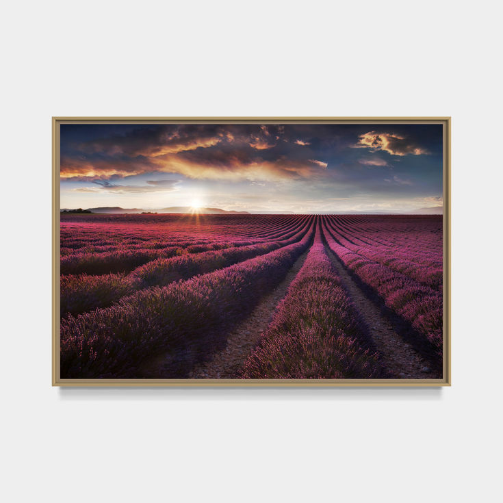 Photo d'un champ de lavande en provence