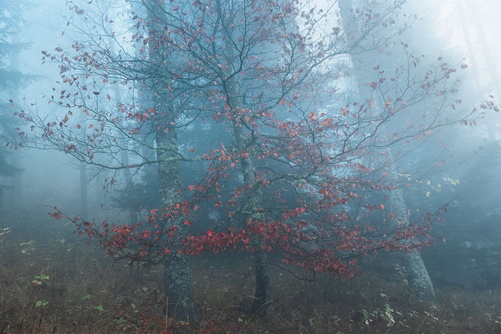 Arbre aux feuilles rouges dans la brume du Mont Ventoux, ambiance automnale.