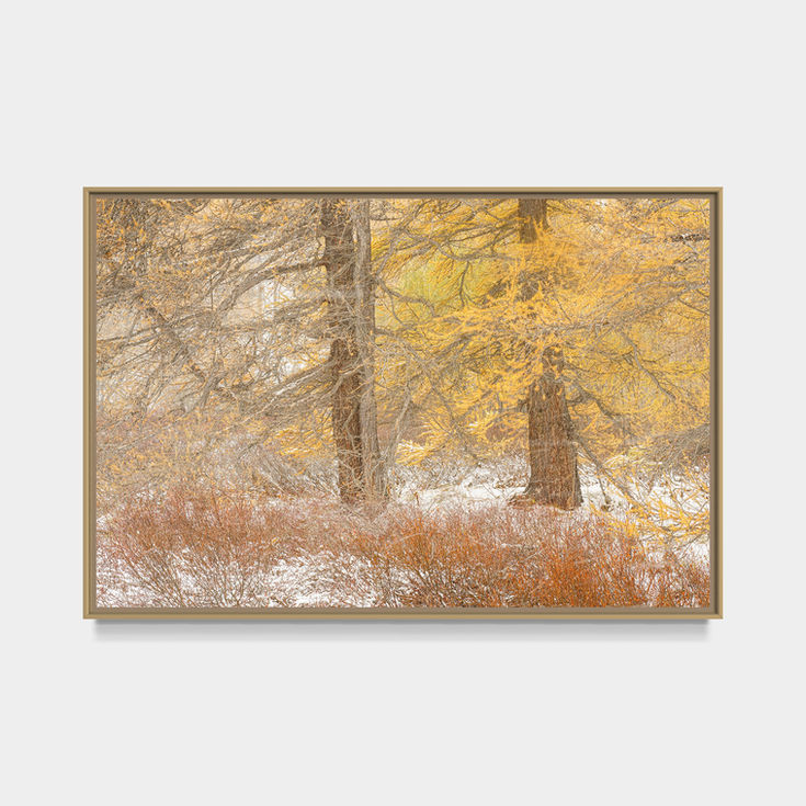 Photographie d'art de mélèzes dorés dans la vallée de la Clarée recouverts par les premières neiges d'automne dans les Alpes