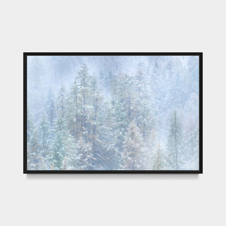 Photographie d'art de mélèzes recouverts des premières neiges dans la vallée de la Clarée, baignés d'une lumière hivernale di