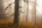 Forêt du Mont Ventoux enveloppée dans la brume automnale.