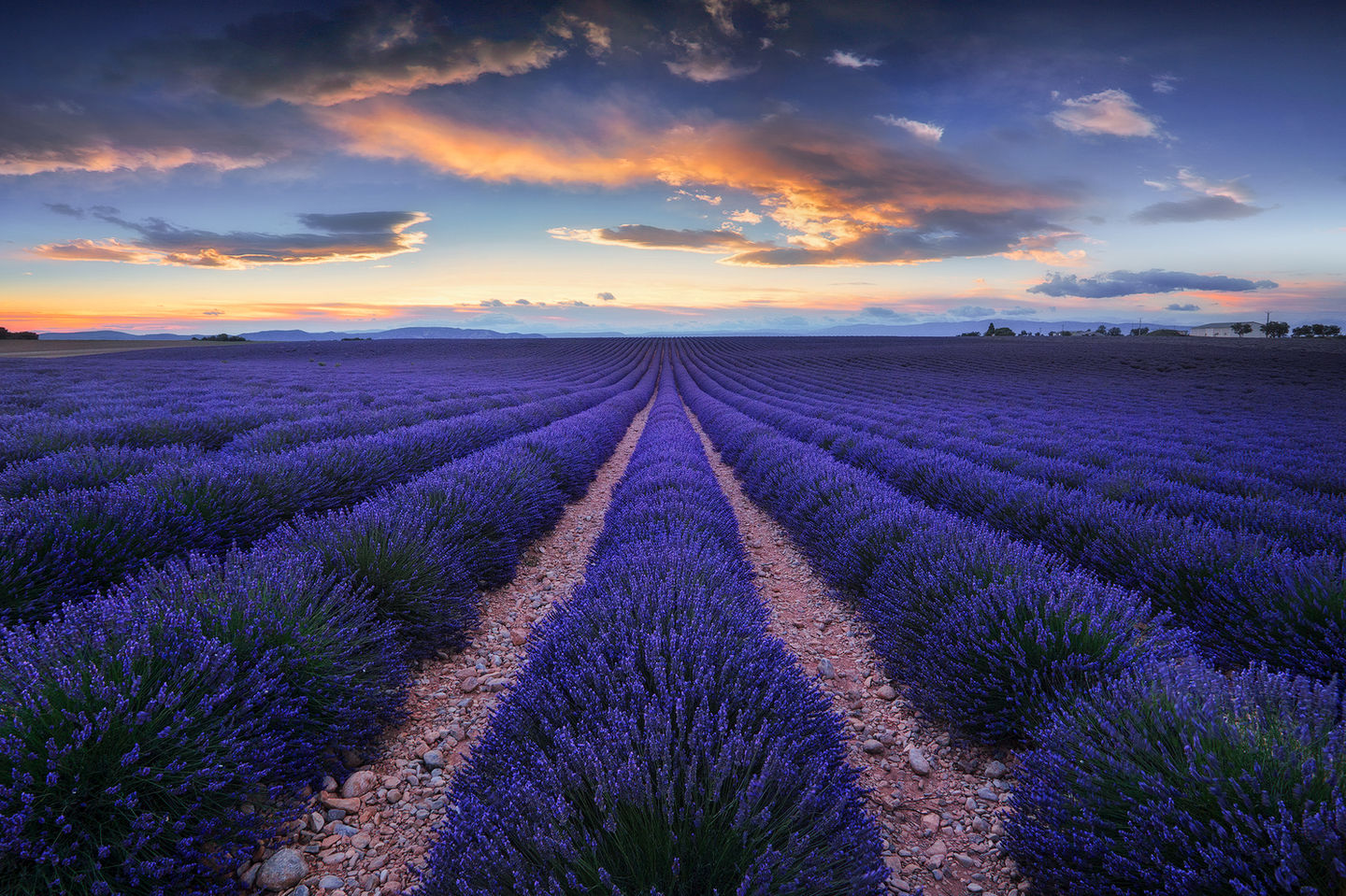Photo des champs de lavande à Valensole sous un ciel vibrant au crépuscule