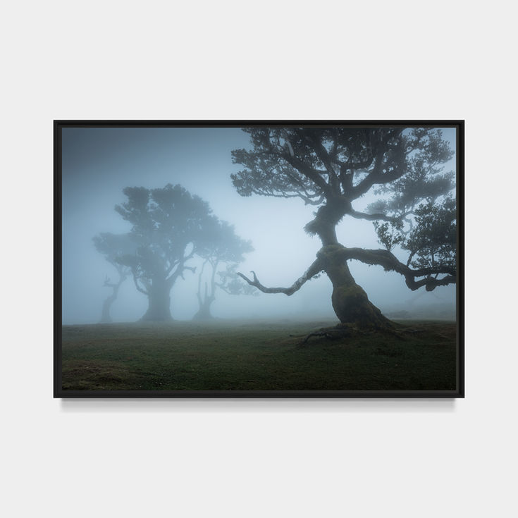 photo de la forêt de fanal