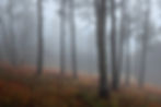 Forêt embrumée du Mont Ventoux, troncs élancés et ambiance automnale.