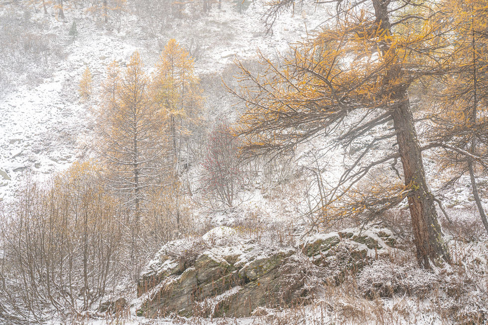 Photographie d'art d'un vieux mélèze et des premières neiges dans la vallée de la Clarée en automne, Alpes françaises.