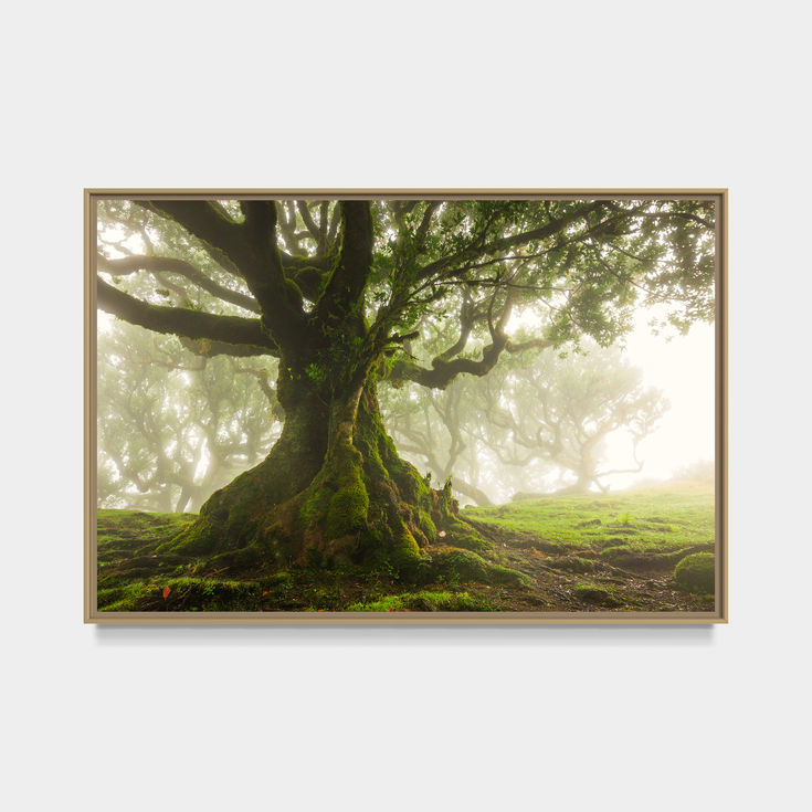 photo de la forêt de fanal