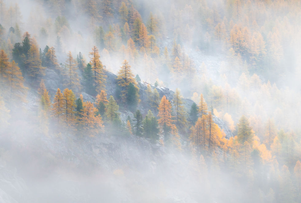Photographie d'art de la vallée de la Clarée montrant des mélèzes dorés enveloppés de brume au lever du jour dans les Alpes f