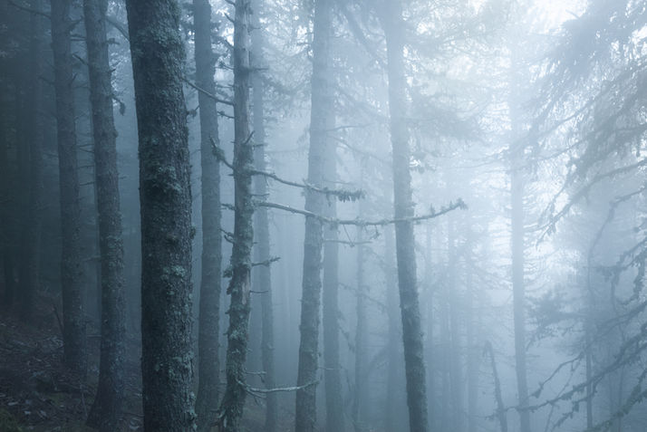 Brume Mystique dans la Forêt du Mont Ventoux