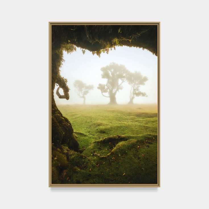 photo de la forêt de fanal