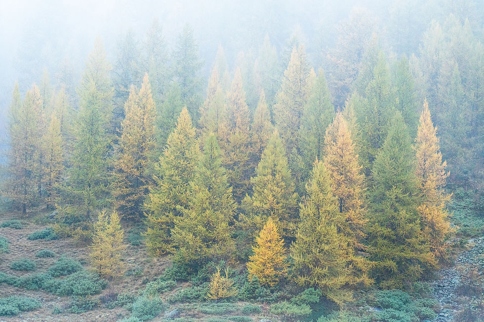 Photographie d'art de la vallée de la Clarée montrant une forêt de mélèzes aux couleurs d'automne enveloppée de brume matinal