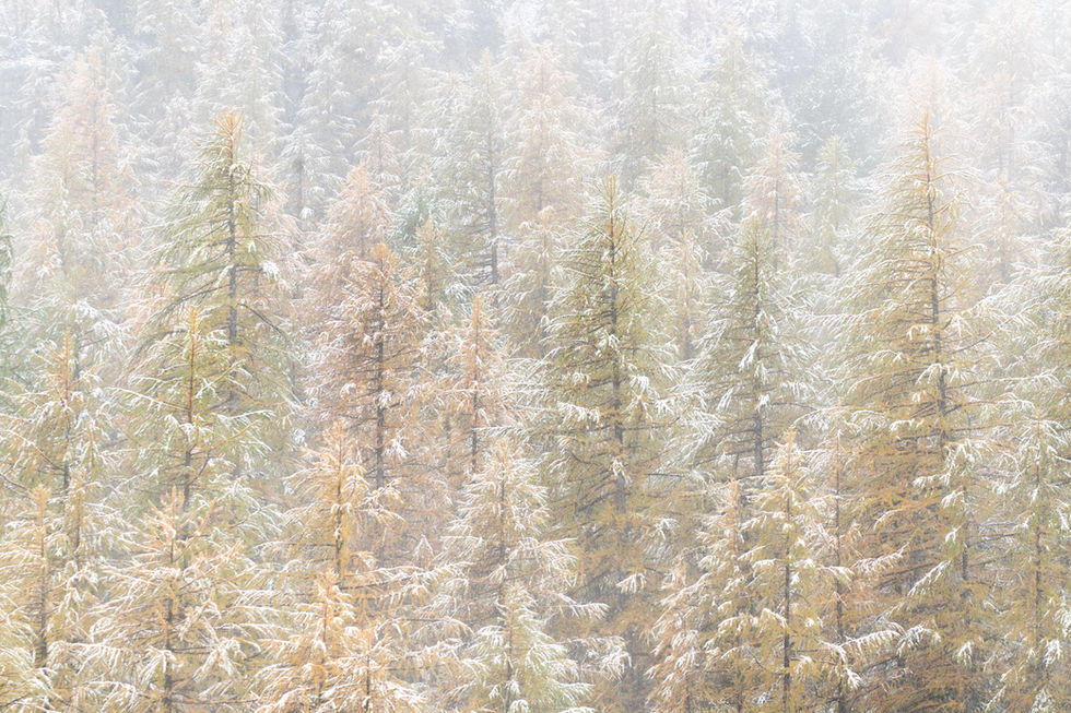 Photographie d'art de mélèzes recouverts d'une fine couche de neige dans la vallée de la Clarée, Alpes françaises, sous une l