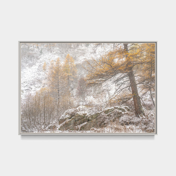 Photographie d'art d'un vieux mélèze et des premières neiges dans la vallée de la Clarée en automne, Alpes françaises.